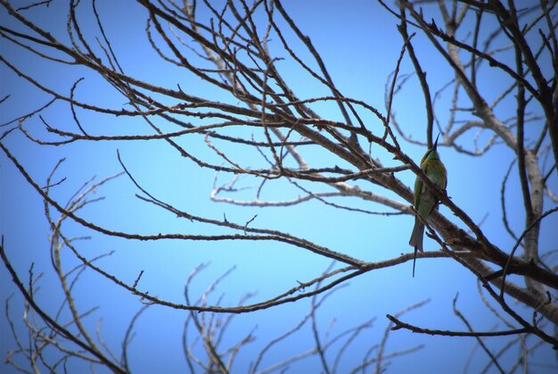 Foto vista de ángulo bajo de árbol desnudo contra el cielo azul