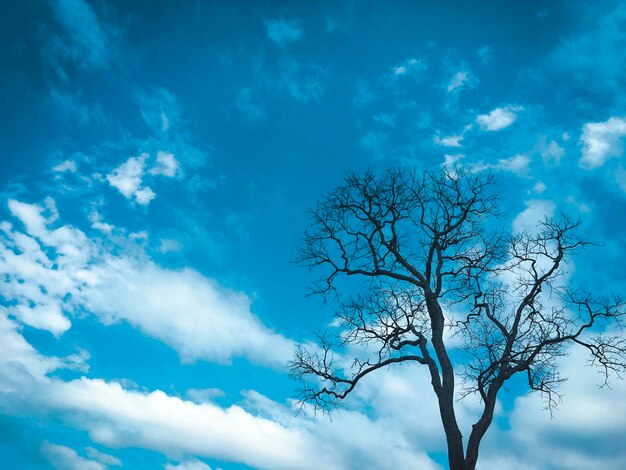 Vista de ángulo bajo de árbol desnudo contra el cielo azul