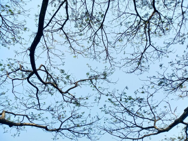 Vista de ángulo bajo de árbol desnudo contra el cielo azul