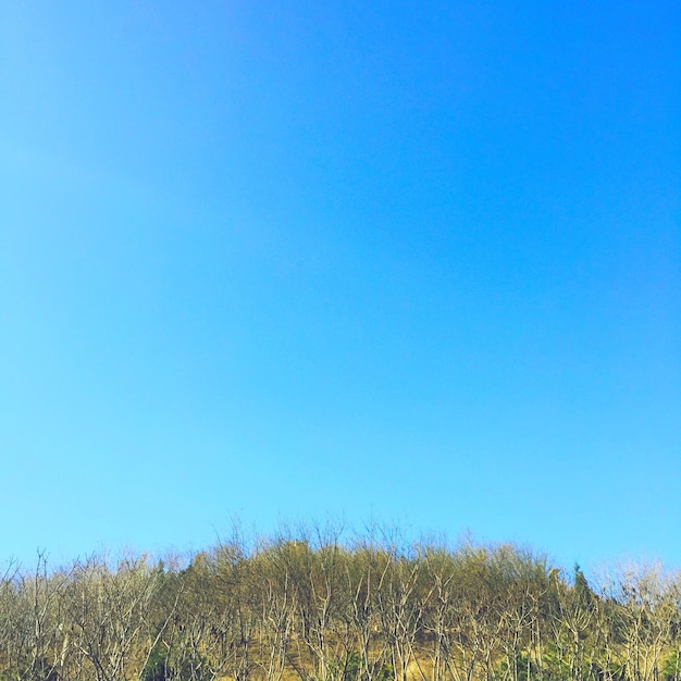 Vista de ángulo bajo de árbol desnudo contra el cielo azul