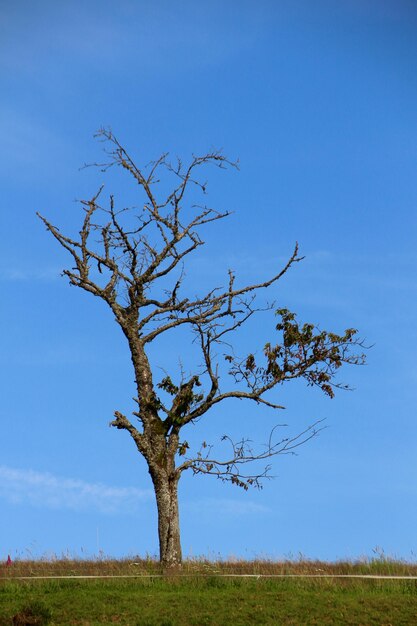Vista de ángulo bajo de un árbol desnudo contra el cielo azul