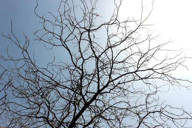 Vista de ángulo bajo de un árbol desnudo contra un cielo despejado