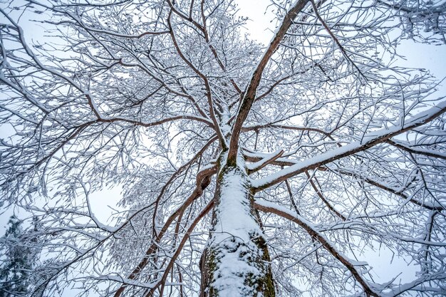 Foto vista de bajo ángulo de árbol desnudo contra el cielo durante el invierno