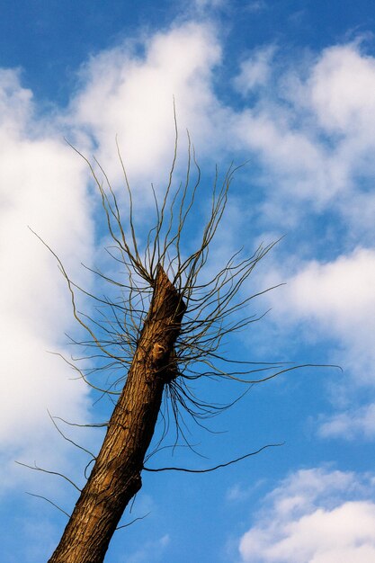 Foto vista de ángulo bajo de un árbol desnudo contra el cielo