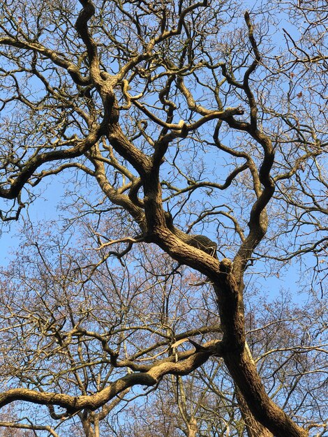 Foto vista de ángulo bajo de árbol desnudo contra el cielo