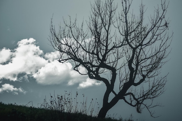 Foto vista de ángulo bajo de árbol desnudo contra el cielo