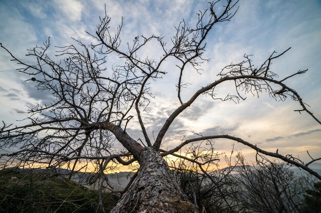 Vista de ángulo bajo de árbol desnudo contra el cielo