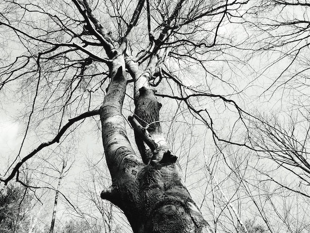 Foto vista de ángulo bajo de árbol desnudo contra el cielo