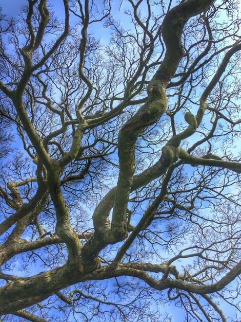 Foto vista de ángulo bajo del árbol desnudo contra el cielo