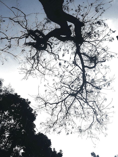 Foto vista de ángulo bajo de árbol desnudo contra el cielo