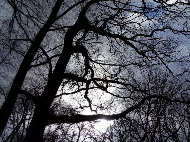 Foto vista de ángulo bajo de árbol desnudo contra el cielo