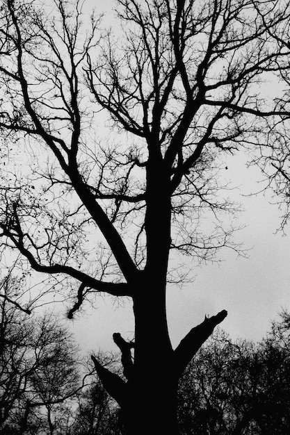 Foto vista de ángulo bajo de árbol desnudo contra el cielo