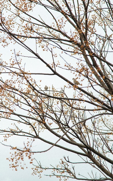 Vista de ángulo bajo de un árbol desnudo contra el cielo