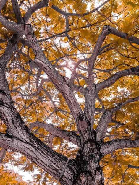 Foto vista de ángulo bajo de árbol desnudo contra el cielo