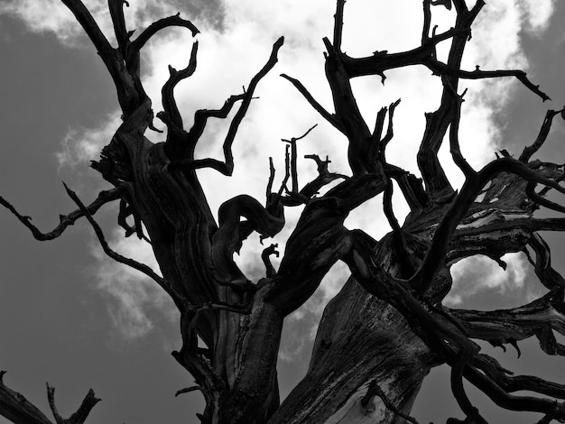 Vista de ángulo bajo de árbol desnudo contra el cielo