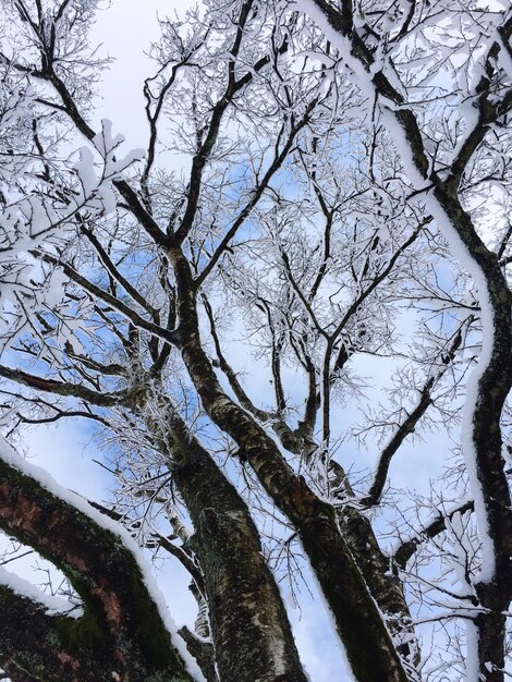 Foto vista de ángulo bajo de árbol desnudo en invierno