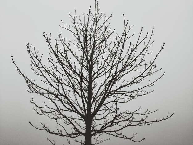 Foto vista de ángulo bajo de árbol desnudo durante el tiempo de niebla
