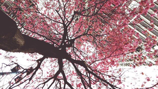 Foto vista de ángulo bajo de árbol desnudo