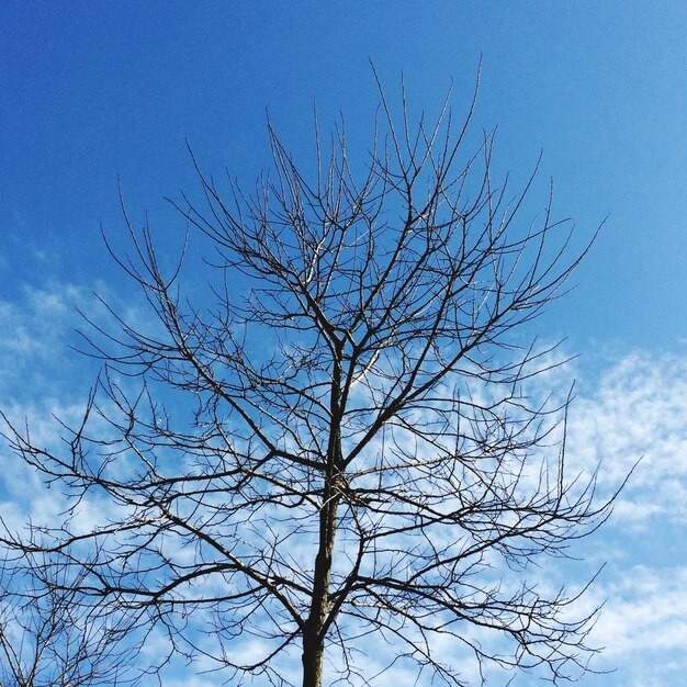 Foto vista de ángulo bajo de árbol desnudo