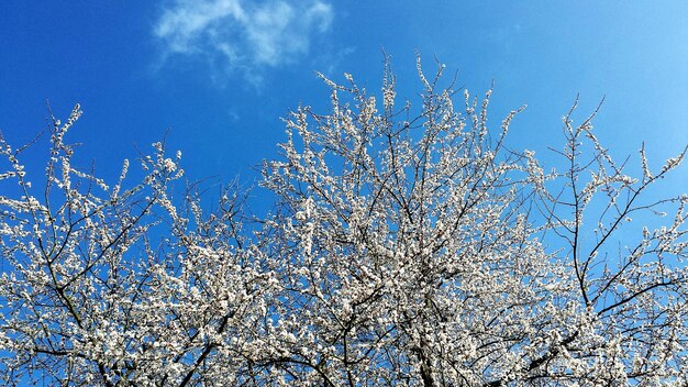 Vista de ángulo bajo de un árbol en flor contra el cielo