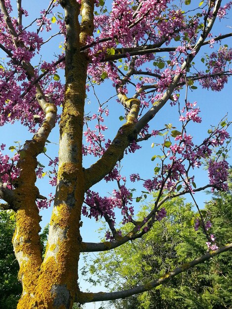 Foto vista de ángulo bajo de un árbol en flor contra el cielo