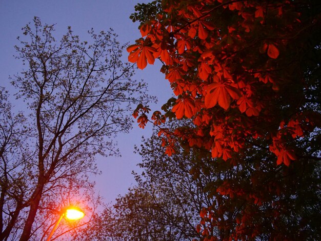 Foto vista de ángulo bajo de un árbol en flor durante la puesta de sol