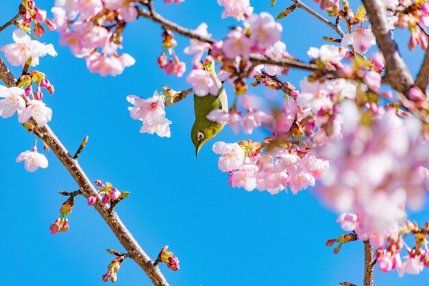 Vista de bajo ángulo del árbol de flores contra el cielo azul