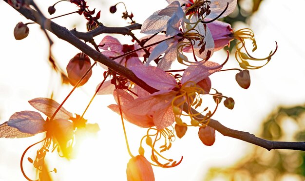 Foto vista de bajo ángulo del árbol de flores contra el cielo