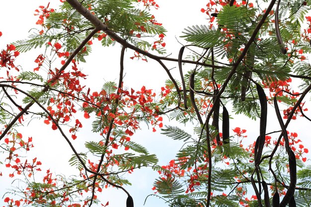 Foto vista de ángulo bajo de un árbol de flores rojas contra el cielo