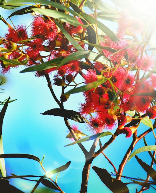 Foto vista de ángulo bajo de un árbol de flores rojas