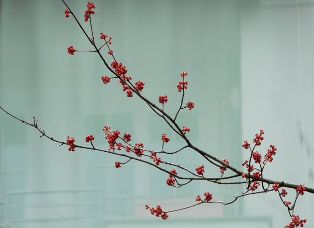 Vista de ángulo bajo de un árbol de flores rojas