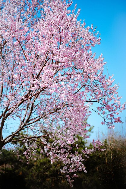 Foto vista en bajo ángulo de un árbol con flores rosas