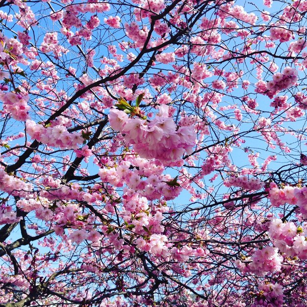 Foto vista en bajo ángulo de un árbol con flores rosas