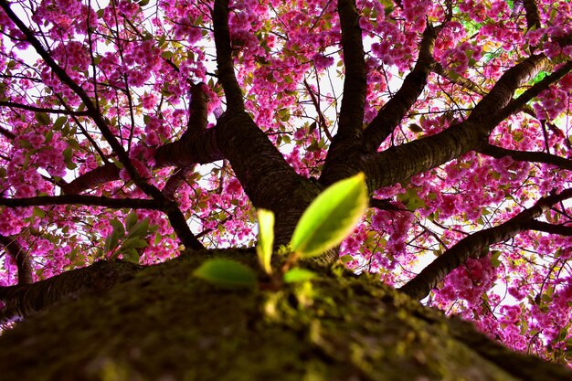 Foto vista en bajo ángulo de un árbol con flores rosas