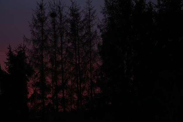 Foto vista de ángulo bajo del árbol iluminado