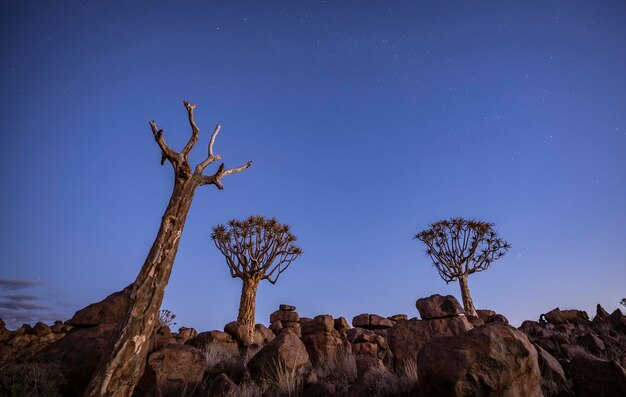 Foto vista de ángulo bajo de árbol muerto contra un cielo azul claro