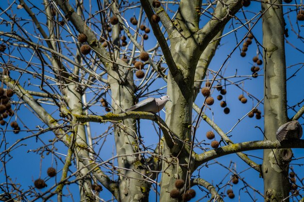 Foto vista de ángulo bajo de árbol muerto contra el cielo azul