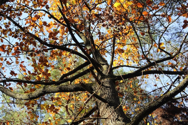 Foto vista de ángulo bajo del árbol de otoño en el bosque contra el cielo