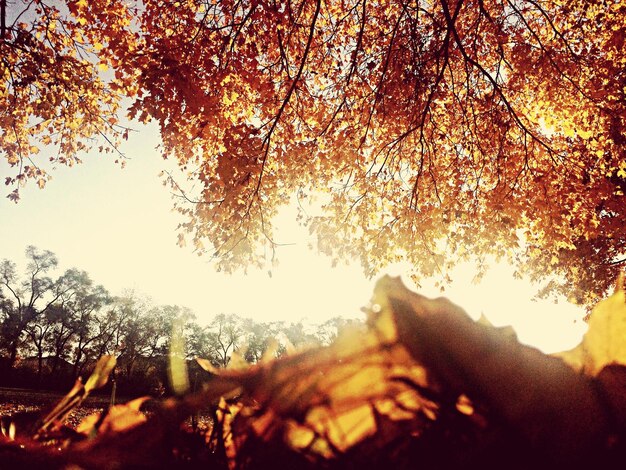 Foto vista de ángulo bajo del árbol de otoño contra un cielo despejado