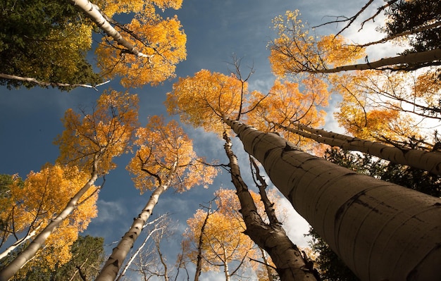 Vista de ángulo bajo del árbol de otoño contra el cielo