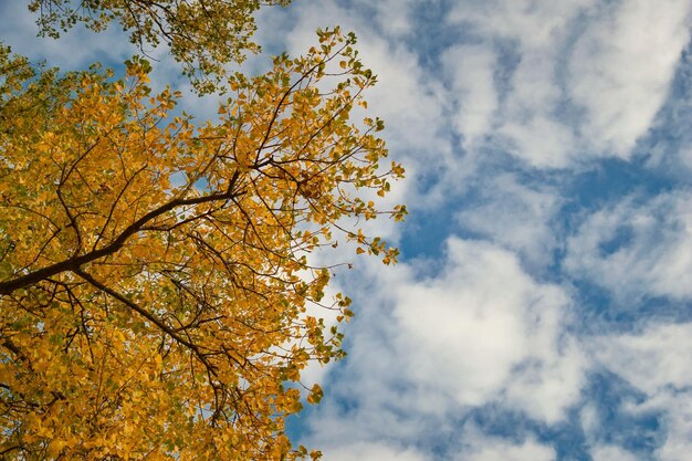 Foto vista de ángulo bajo del árbol de otoño contra el cielo