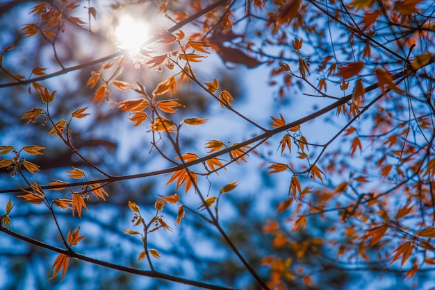 Vista de bajo ángulo del árbol de otoño contra el cielo