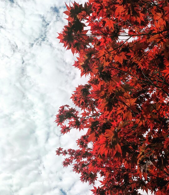 Foto vista de ángulo bajo de un árbol de otoño contra el cielo