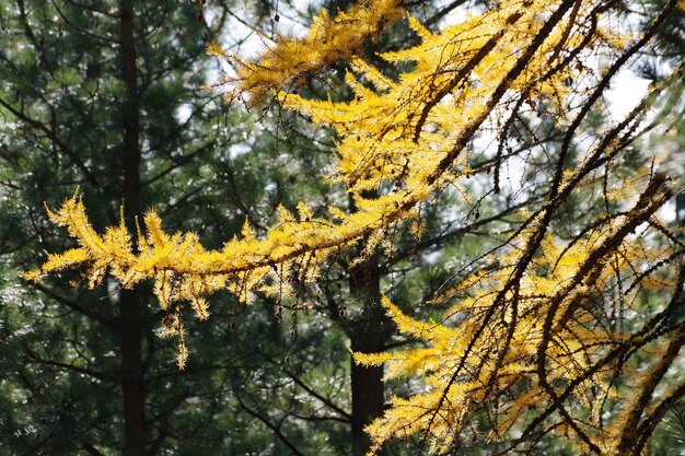 Foto vista de ángulo bajo del árbol de otoño