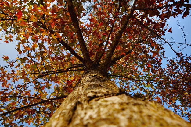 Foto vista de ángulo bajo del árbol durante el otoño