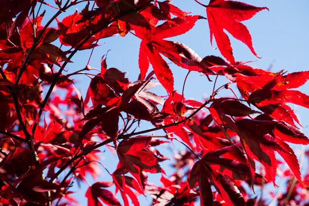 Foto vista de ángulo bajo del árbol durante el otoño