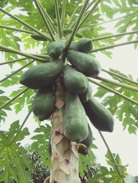 Foto vista desde un ángulo bajo del árbol de papaya