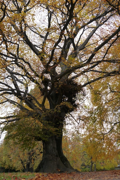 Foto vista de ángulo bajo del árbol en el parque