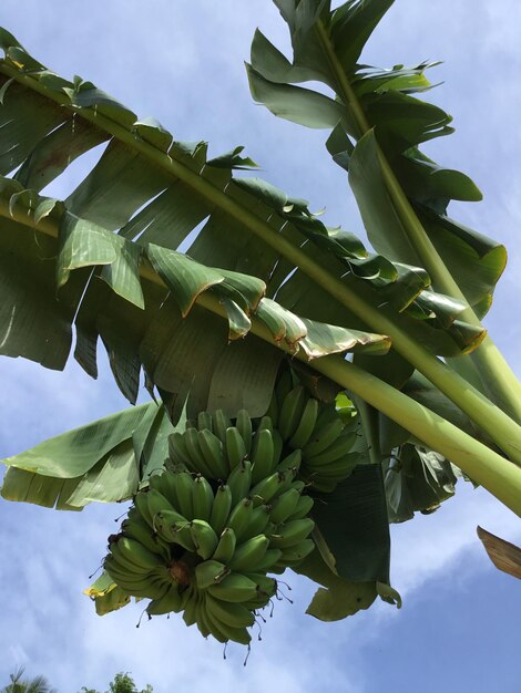 Vista de ángulo bajo del árbol de plátano contra el cielo