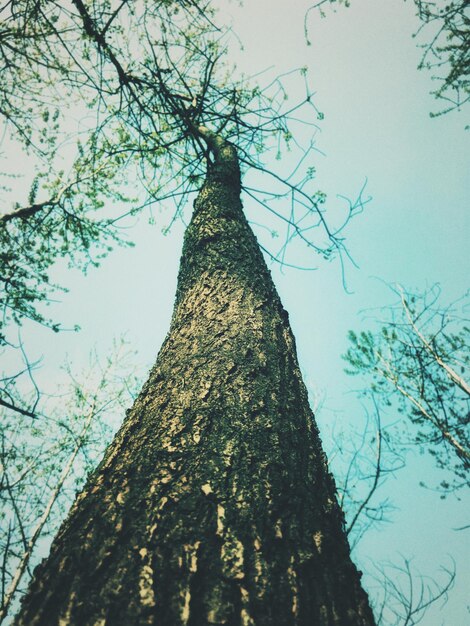 Vista de ángulo bajo de un árbol que crece contra el cielo